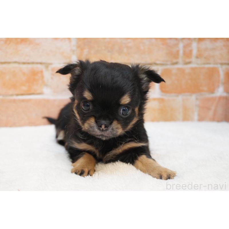 販売中の愛知県のチワワ(ロングコート)-454325