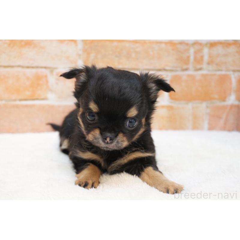 販売中の愛知県のチワワ(ロングコート)-454325の3枚目