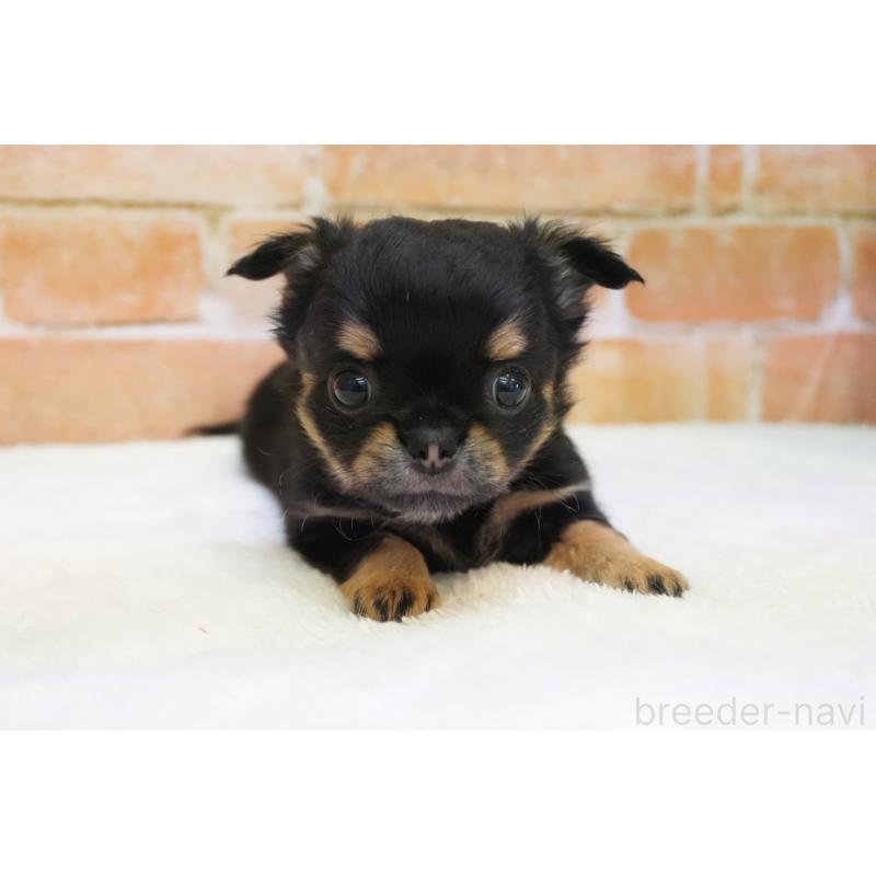 販売中の愛知県のチワワ(ロングコート)-454325の2枚目