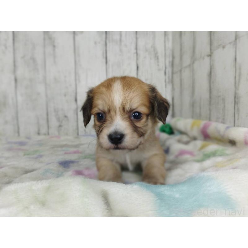 販売中の三重県のチワックス:チワワ×ミニチュアダックスフンド-454328の5枚目