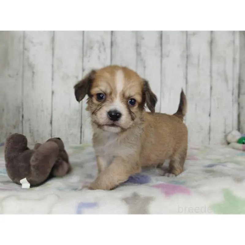 販売中の三重県のチワックス:チワワ×ミニチュアダックスフンド-454328の4枚目