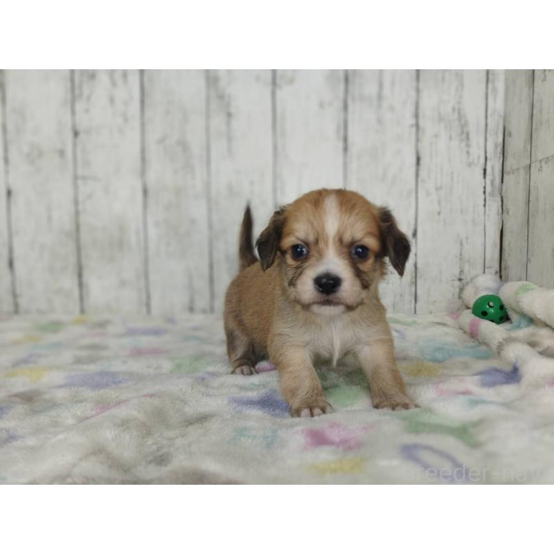 販売中の三重県のチワックス:チワワ×ミニチュアダックスフンド-454328の3枚目