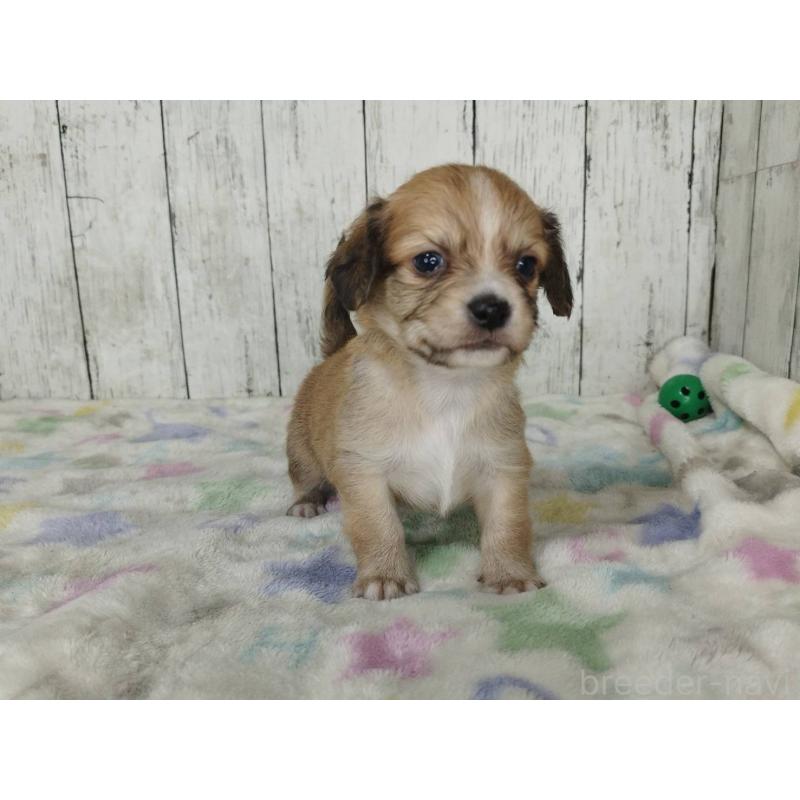 販売中の三重県のチワックス:チワワ×ミニチュアダックスフンド-454328の2枚目