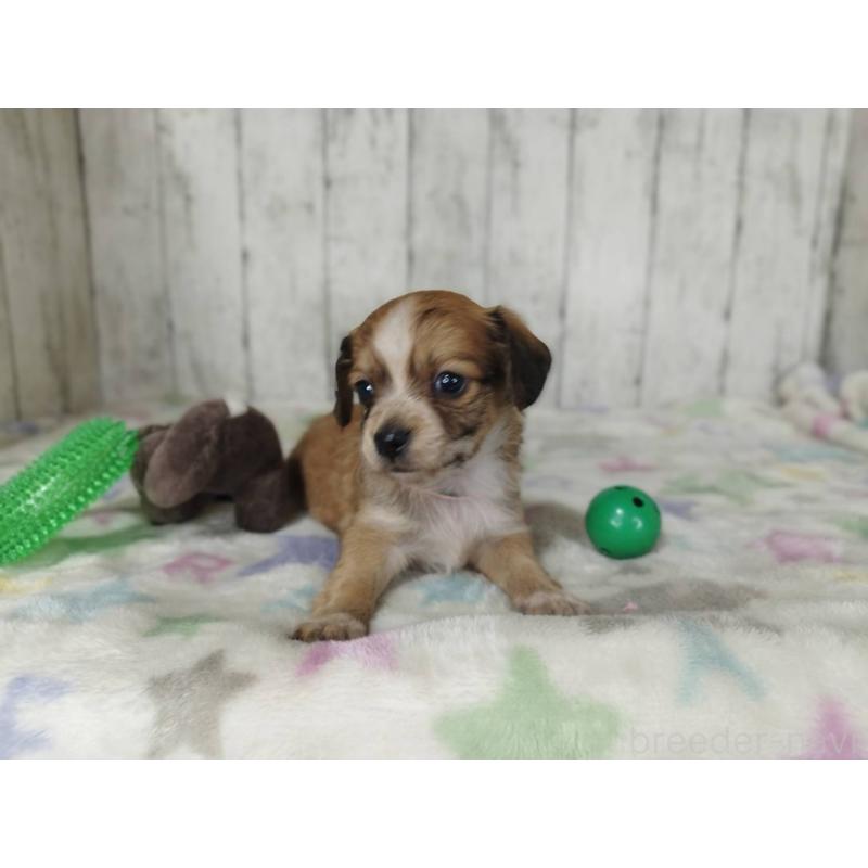 販売中の三重県のチワックス:チワワ×ミニチュアダックスフンド-454331の4枚目