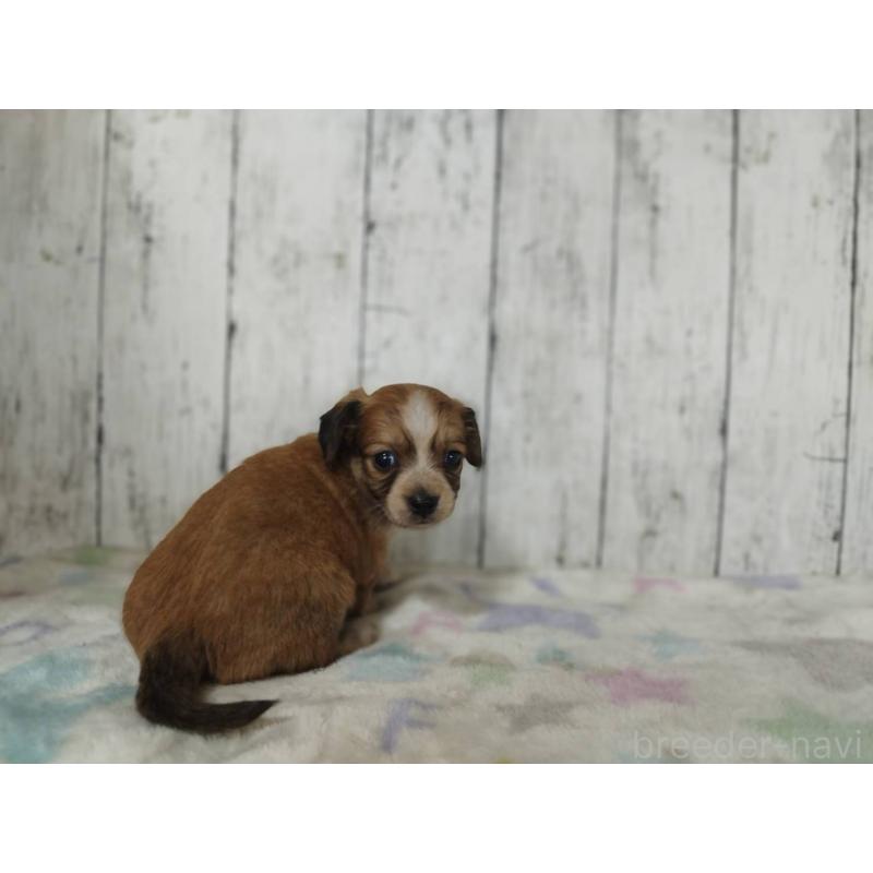 販売中の三重県のチワックス:チワワ×ミニチュアダックスフンド-454331の2枚目