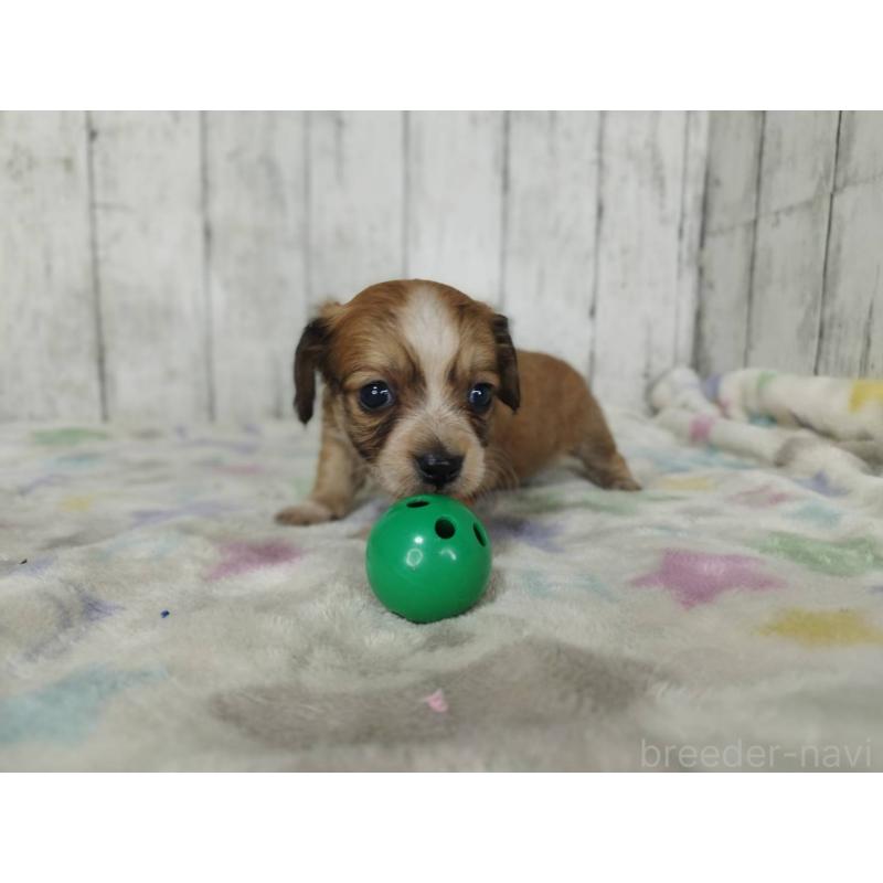 販売中の三重県のチワックス:チワワ×ミニチュアダックスフンド-454331の3枚目