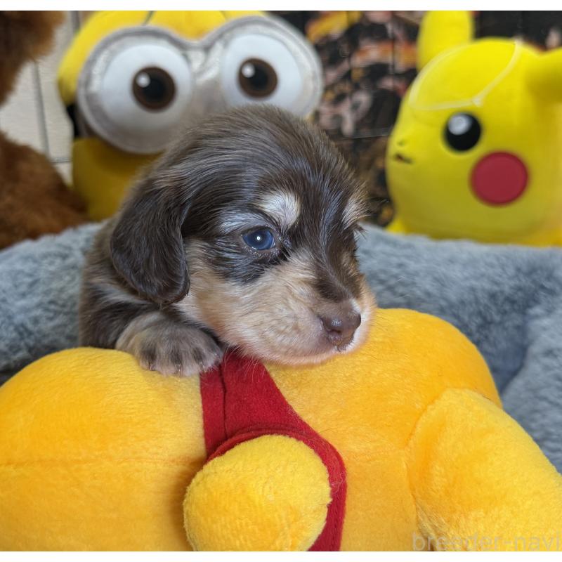 販売中の埼玉県のミニチュアダックスフンド(ロングヘアード)-454333の6枚目