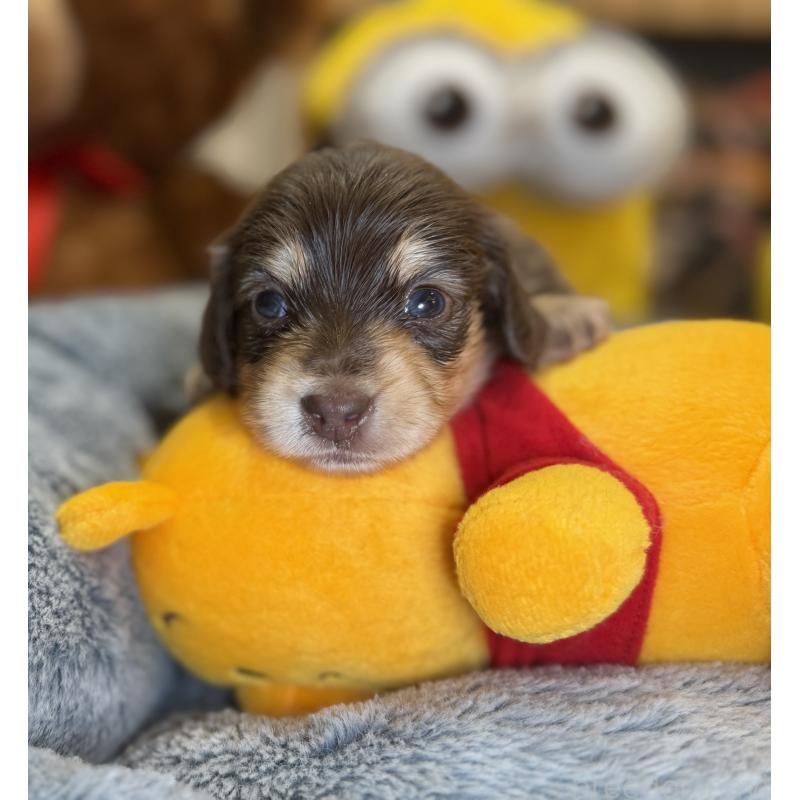 販売中の埼玉県のミニチュアダックスフンド(ロングヘアード)-454333の5枚目