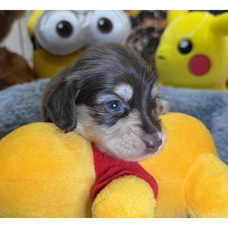 販売中の埼玉県のミニチュアダックスフンド(ロングヘアード)-454333の4枚目