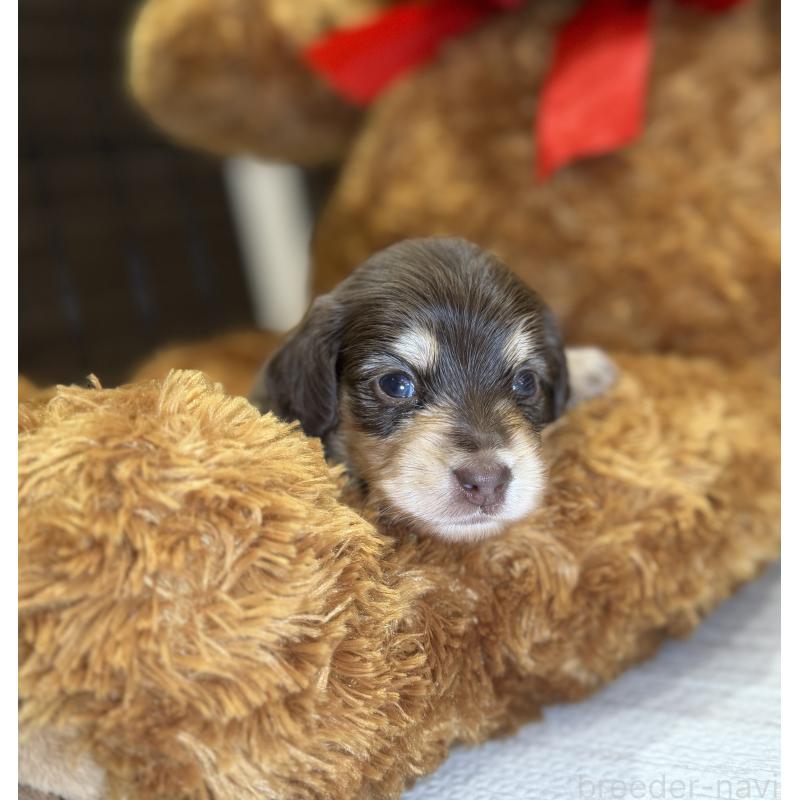 販売中の埼玉県のミニチュアダックスフンド(ロングヘアード)-454333の3枚目