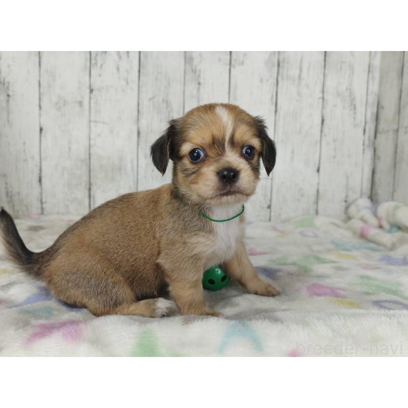 販売中の三重県のチワックス:チワワ×ミニチュアダックスフンド-454332の5枚目