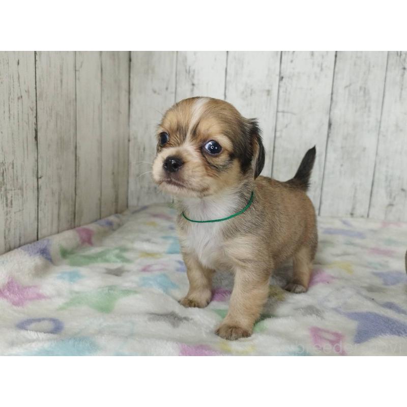 販売中の三重県のチワックス:チワワ×ミニチュアダックスフンド-454332の4枚目