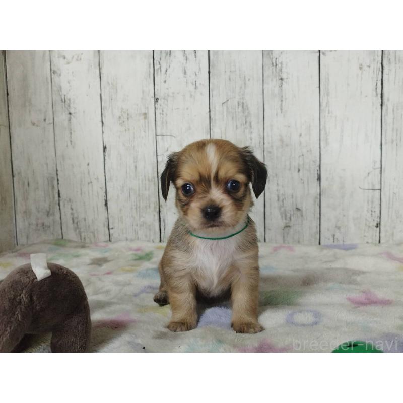 販売中の三重県のチワックス:チワワ×ミニチュアダックスフンド-454332の3枚目