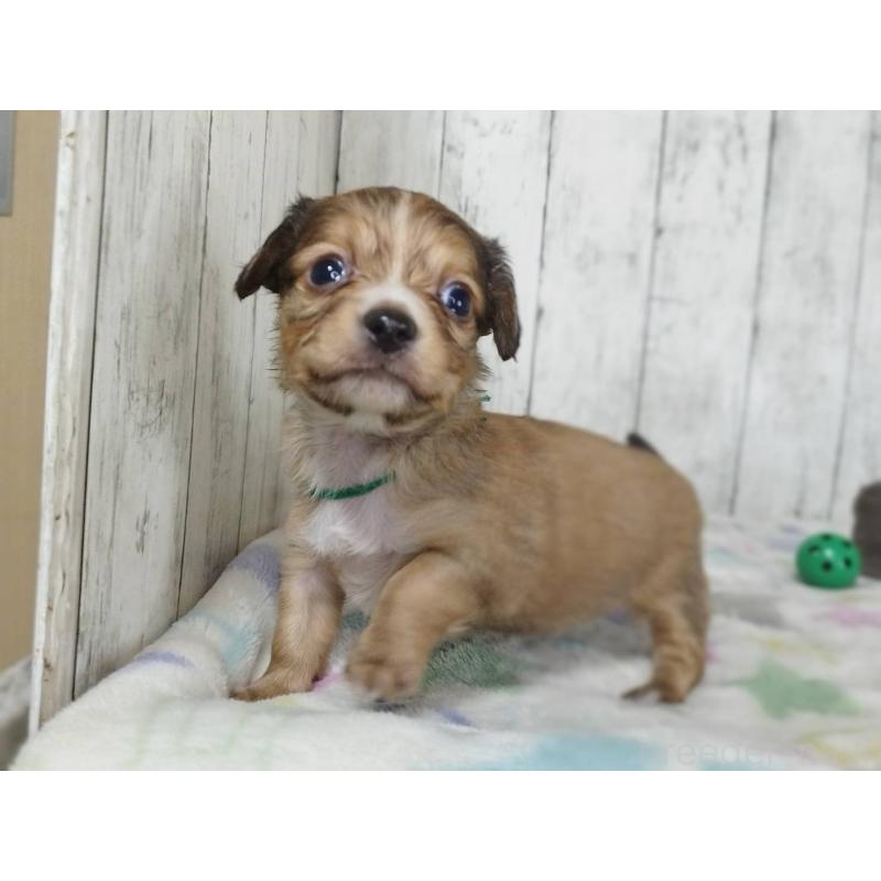 販売中の三重県のチワックス:チワワ×ミニチュアダックスフンド-454334の5枚目