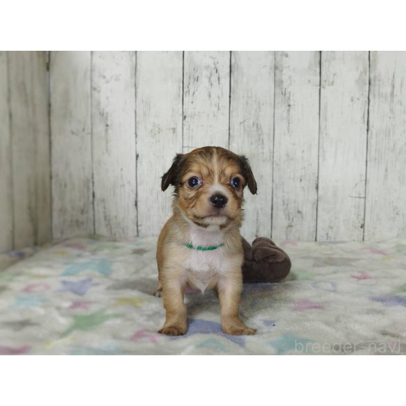 販売中の三重県のチワックス:チワワ×ミニチュアダックスフンド-454334の4枚目