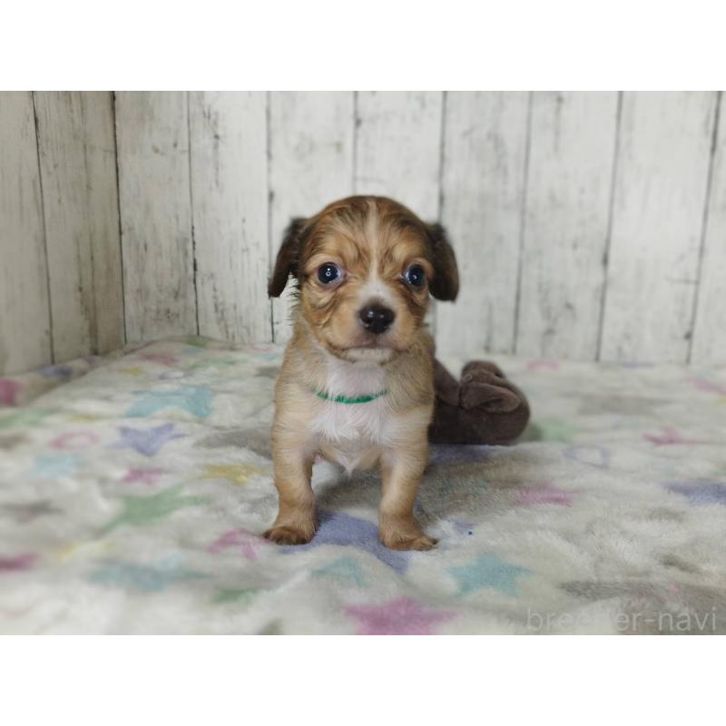 販売中の三重県のチワックス:チワワ×ミニチュアダックスフンド-454334の3枚目