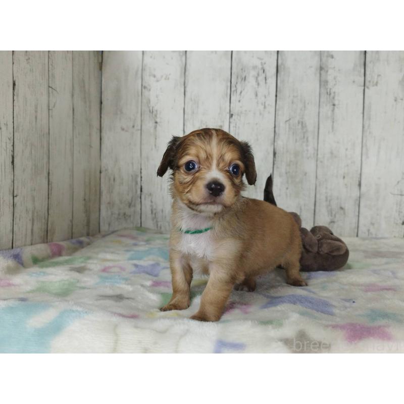 販売中の三重県のチワックス:チワワ×ミニチュアダックスフンド-454334の2枚目