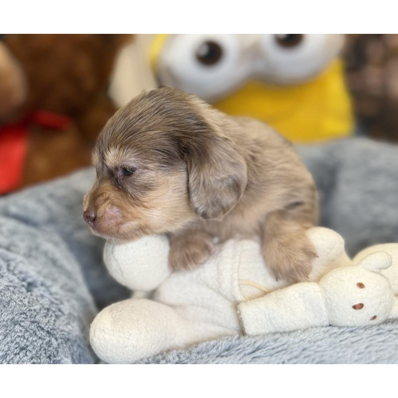 販売中の埼玉県のミニチュアダックスフンド(ロングヘアード)-454337の6枚目