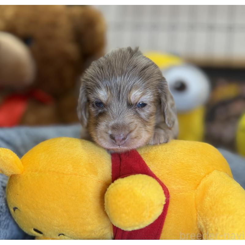 販売中の埼玉県のミニチュアダックスフンド(ロングヘアード)-454337の5枚目