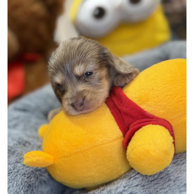 販売中の埼玉県のミニチュアダックスフンド(ロングヘアード)-454337の4枚目