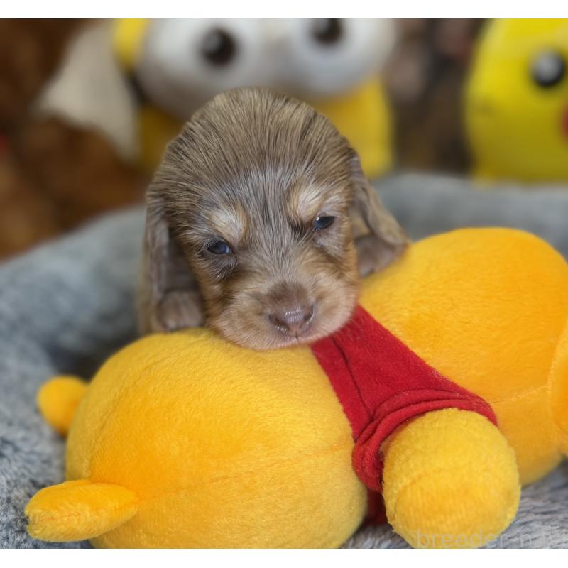 販売中の埼玉県のミニチュアダックスフンド(ロングヘアード)-454337の3枚目