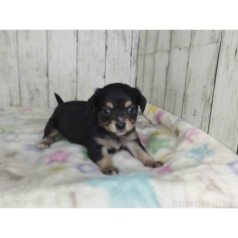 販売中の三重県のチワックス:チワワ×ミニチュアダックスフンド-454336の3枚目