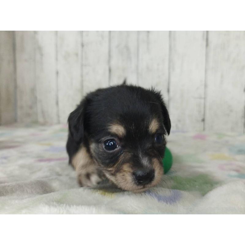 販売中の三重県のチワックス:チワワ×ミニチュアダックスフンド-454336の4枚目