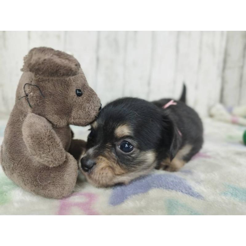 販売中の三重県のチワックス:チワワ×ミニチュアダックスフンド-454336の2枚目