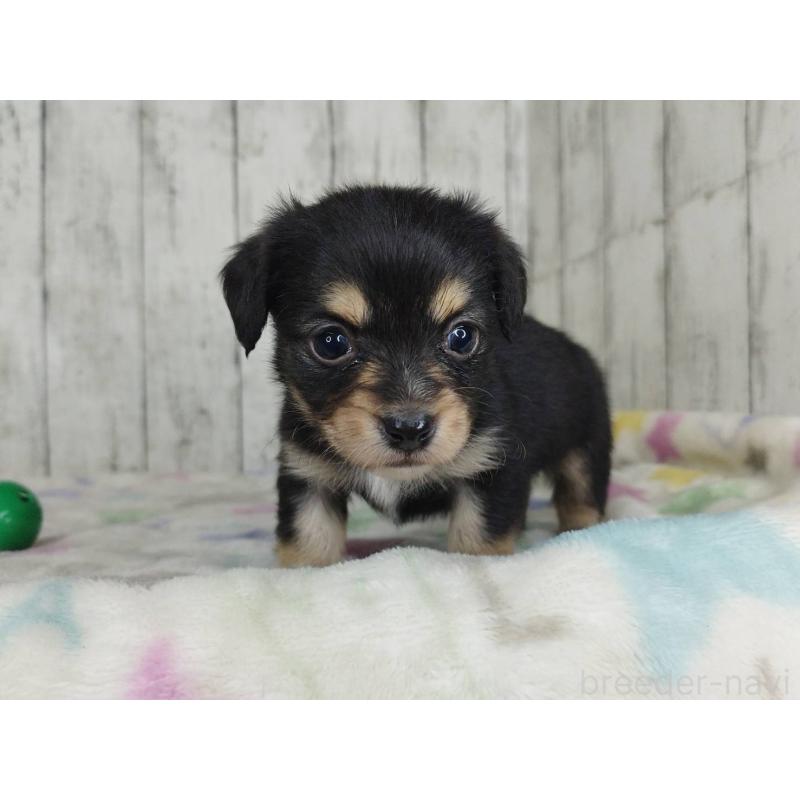 販売中の三重県のチワックス:チワワ×ミニチュアダックスフンド-454338の5枚目