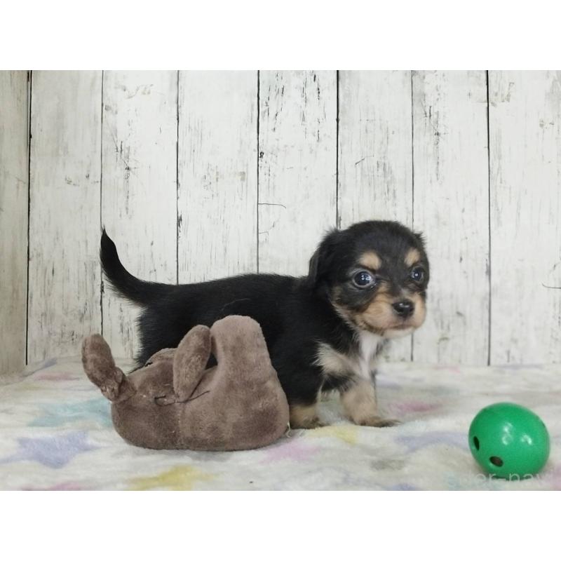 販売中の三重県のチワックス:チワワ×ミニチュアダックスフンド-454338の4枚目