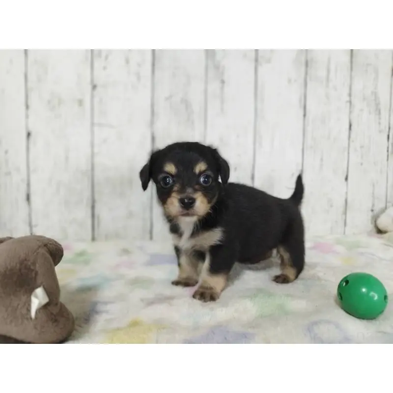 販売中の三重県のチワックス:チワワ×ミニチュアダックスフンド-454338の3枚目