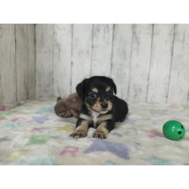 販売中の三重県のチワックス:チワワ×ミニチュアダックスフンド-454338の2枚目