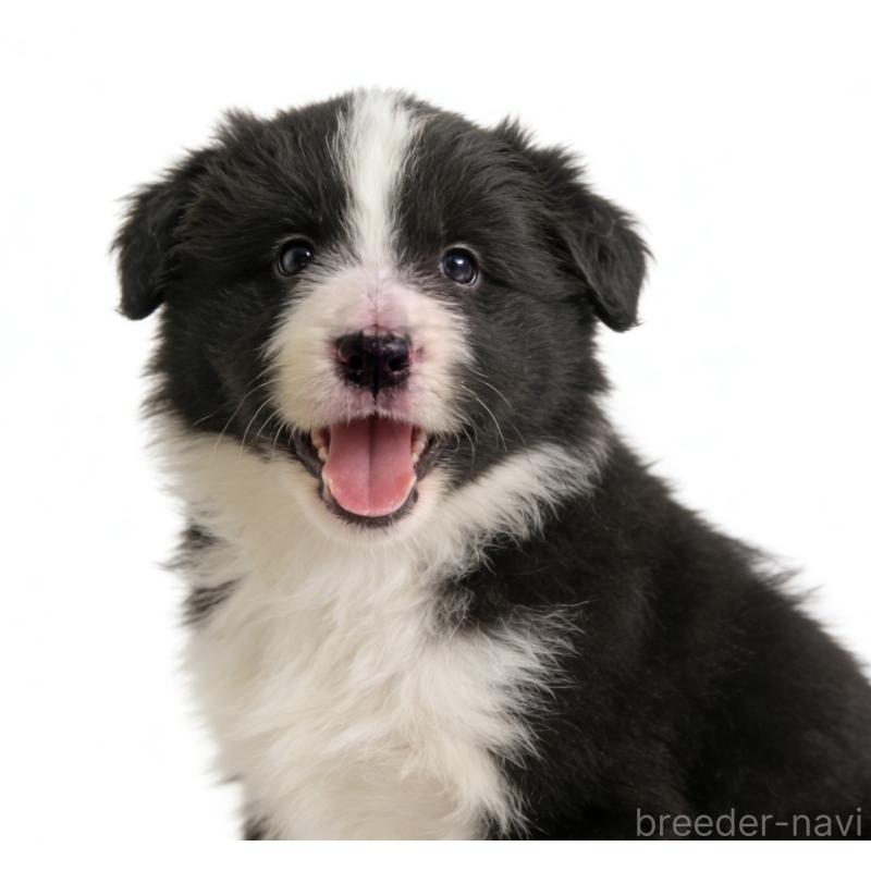 販売中の茨城県のボーダーコリー-454339の6枚目