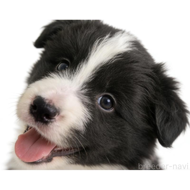 販売中の茨城県のボーダーコリー-454339の5枚目