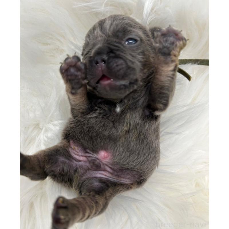 販売中の愛媛県のフレンチブルドッグ-454340の5枚目