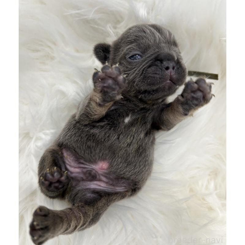 販売中の愛媛県のフレンチブルドッグ-454340の4枚目