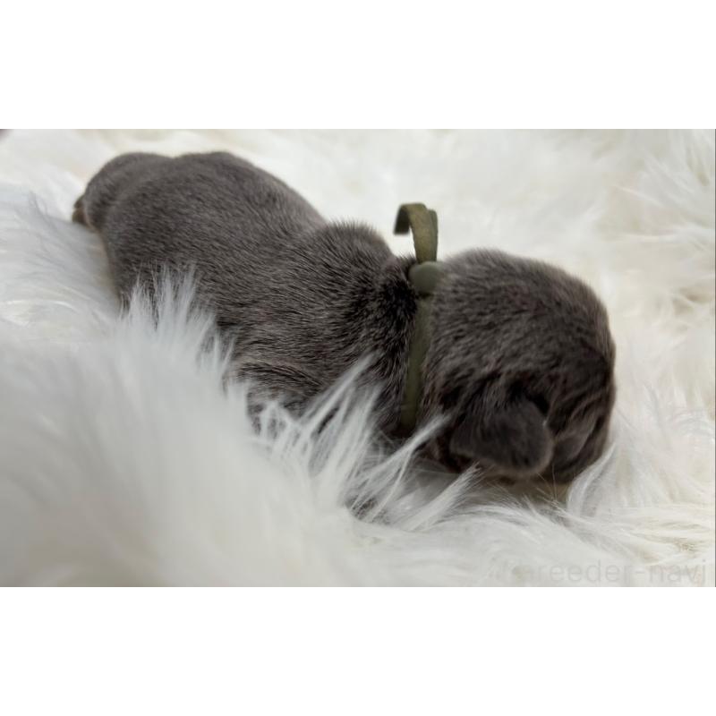 販売中の愛媛県のフレンチブルドッグ-454340の3枚目