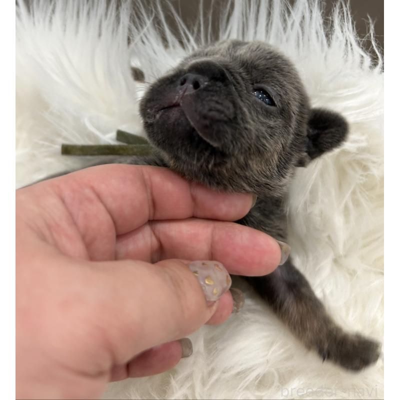 販売中の愛媛県のフレンチブルドッグ-454340の2枚目