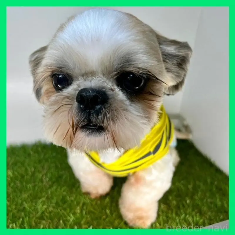 ぎんなんくん2枚目