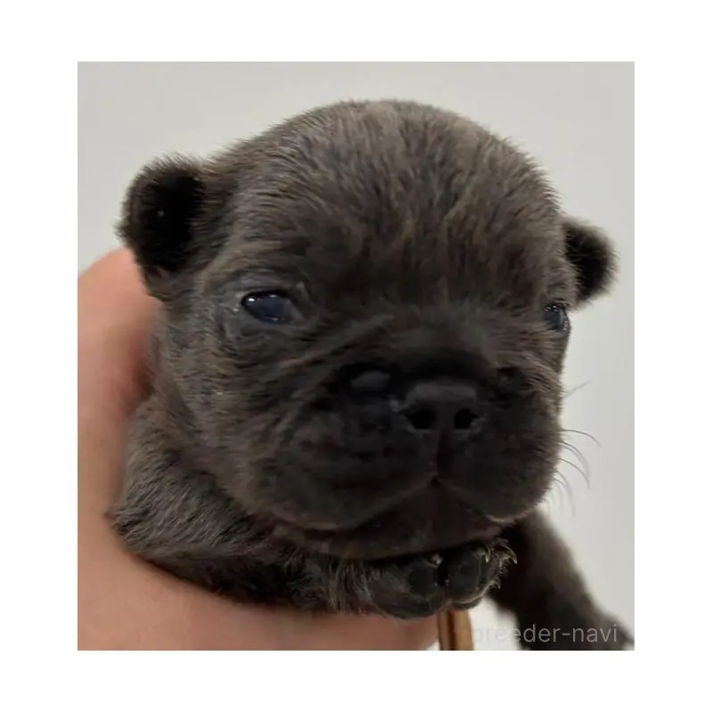 販売中の愛媛県のフレンチブルドッグ-454341の2枚目