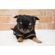 ♀︎チワワ(ロングコート)