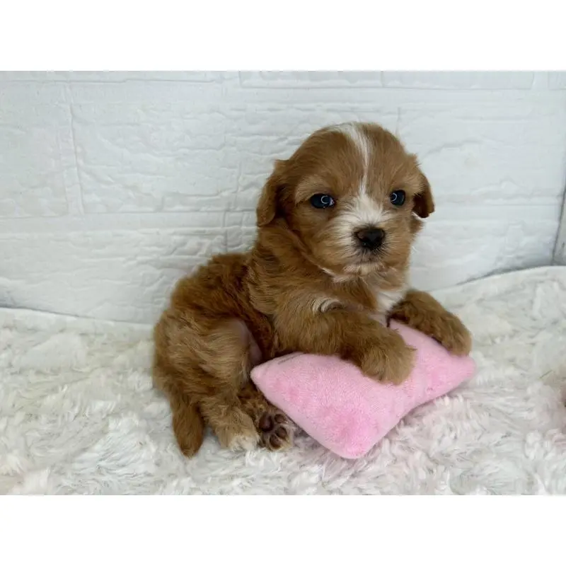 販売中の茨城県のマルプー:マルチーズ×トイプードル-454342の8枚目