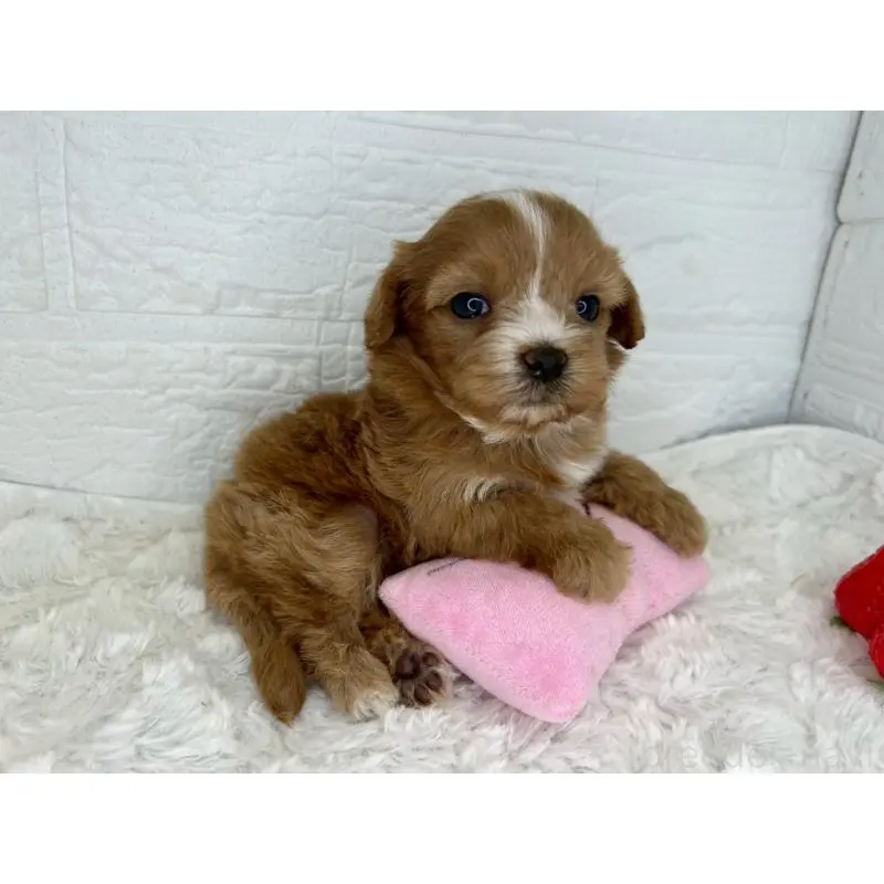 販売中の茨城県のマルプー:マルチーズ×トイプードル-454342の7枚目