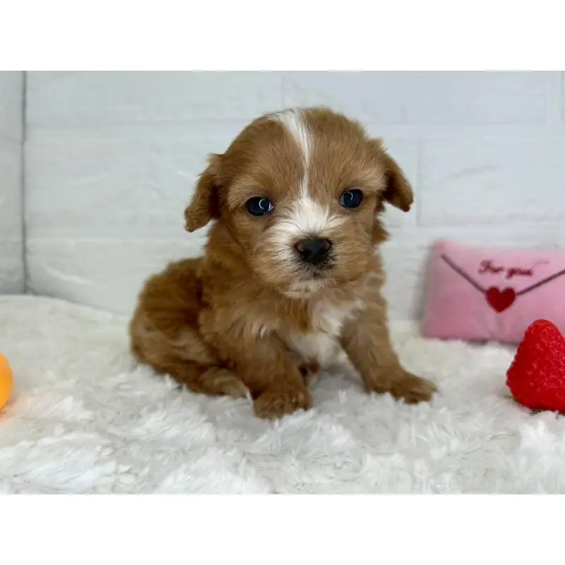 販売中の茨城県のマルプー:マルチーズ×トイプードル-454342の6枚目