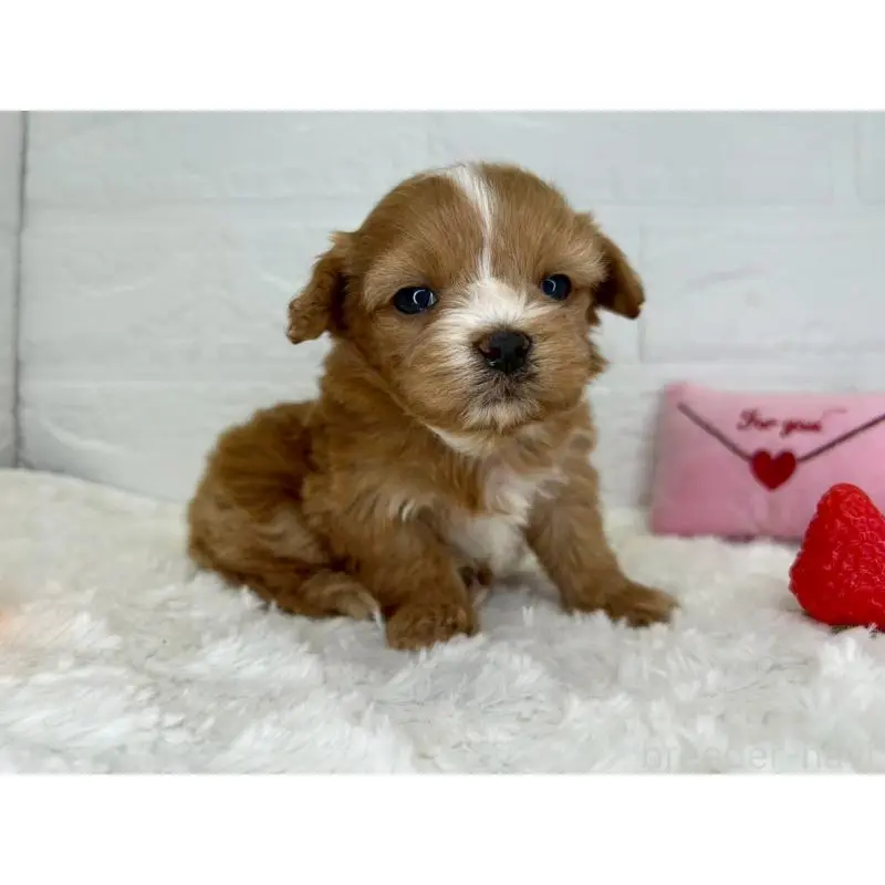 販売中の茨城県のマルプー:マルチーズ×トイプードル-454342の5枚目