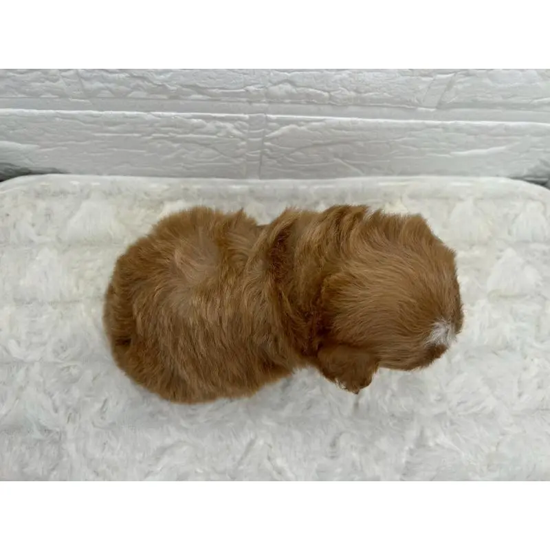 販売中の茨城県のマルプー:マルチーズ×トイプードル-454342の4枚目