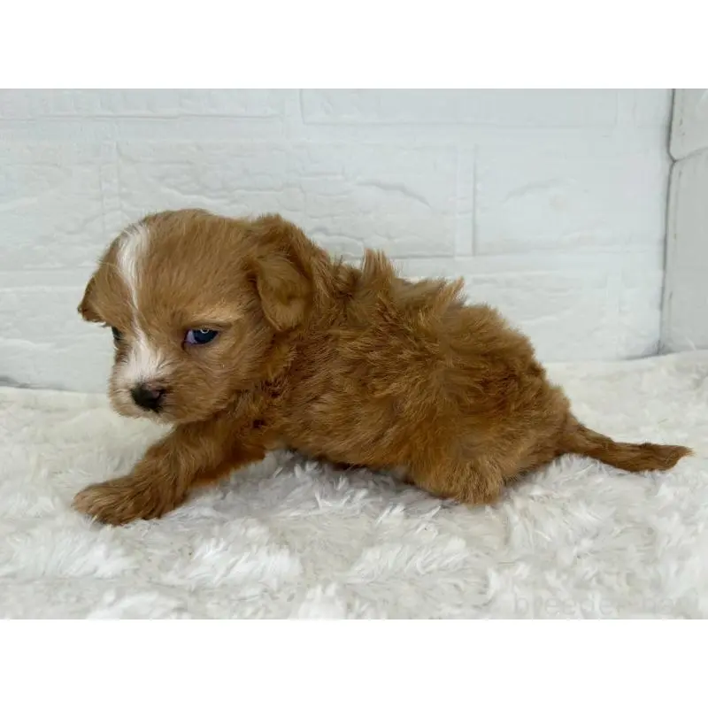 販売中の茨城県のマルプー:マルチーズ×トイプードル-454342の3枚目