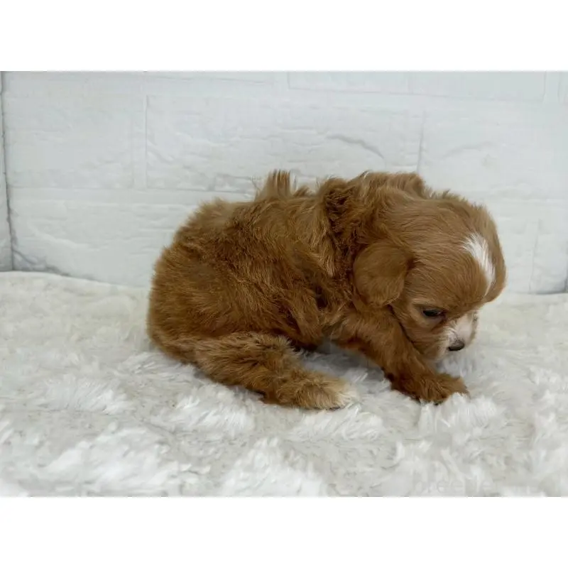 販売中の茨城県のマルプー:マルチーズ×トイプードル-454342の2枚目