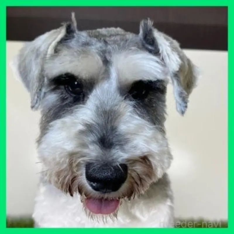 シロップくん3枚目