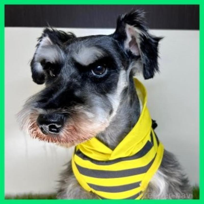 シルバーくん1枚目